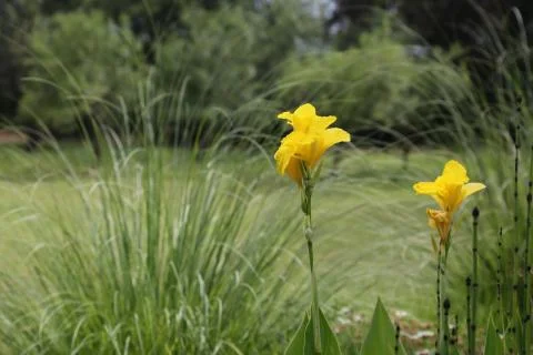 Yellow flowers 스톡 사진
