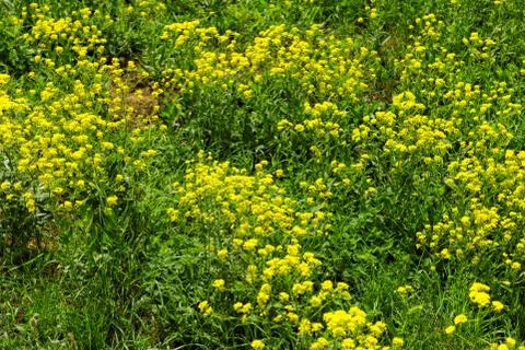 Yellow flowers Stock Photos