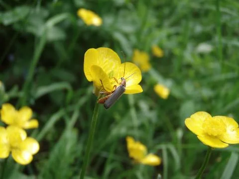 Yellow flowers 스톡 사진