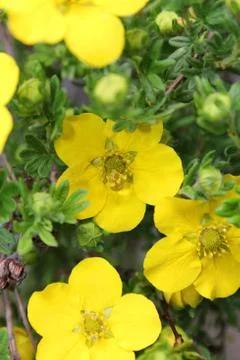 Yellow flowers Фото