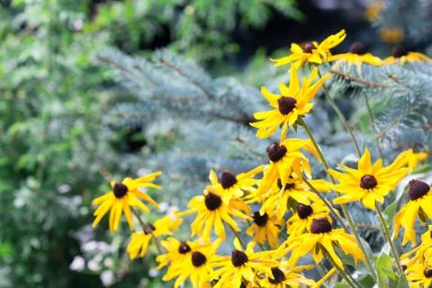 Yellow flowers Stock Photos