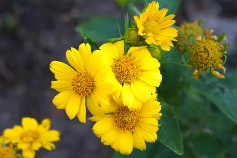 Yellow flowers Stock Photos