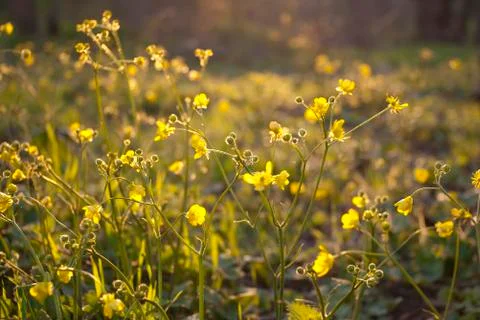 Yellow flowers Stock Photos
