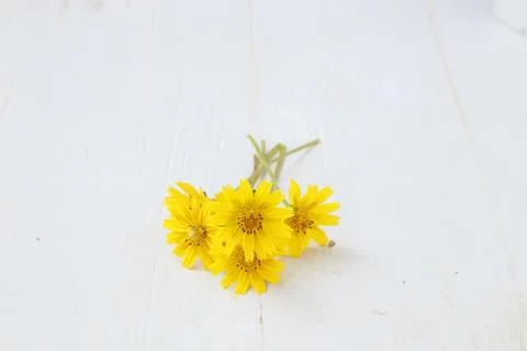 Yellow flowers Stock Photos