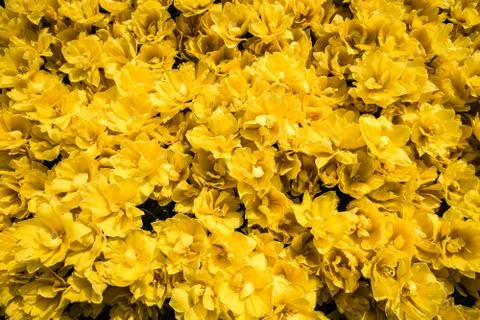 Yellow flowers Stock Photos