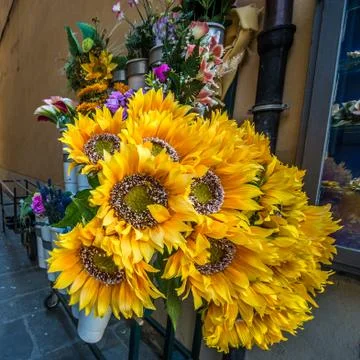 Yellow flowers Stock Photos
