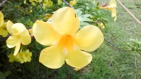 Yellow flowers Stock Photos