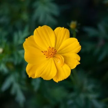 Yellow flowers Stock Photos