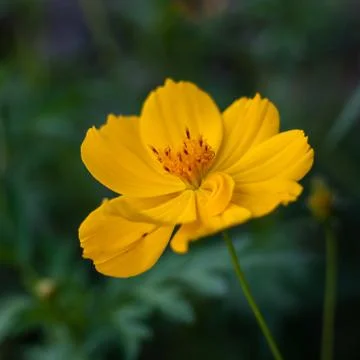 Yellow flowers Stock Photos