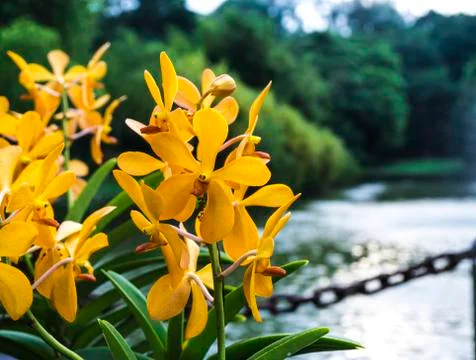 Yellow flowers Stock Photos