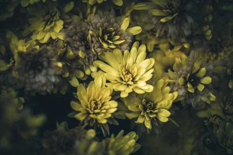 Yellow Flowers. Stock Photos