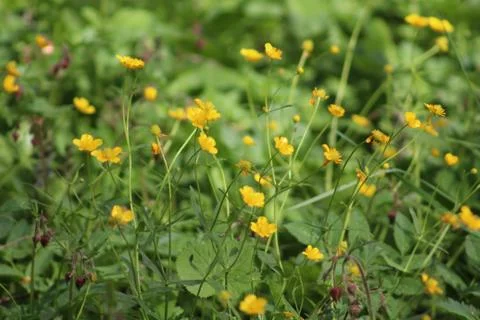 Yellow Flowers Stock Photos
