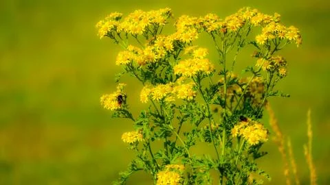 Yellow flowers 写真素材