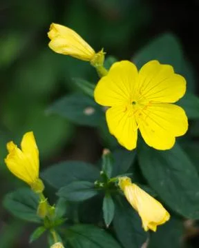 Yellow Flowers Stock Photos