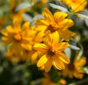 Yellow flowers Stock Photos