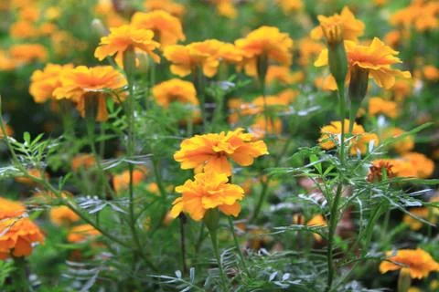 Yellow flowers Stock Photos