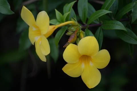 Yellow flowers Foto stock