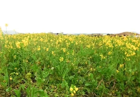 Yellow flowers Stock Photos