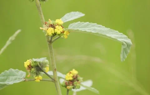Yellow flowers Stock Photos
