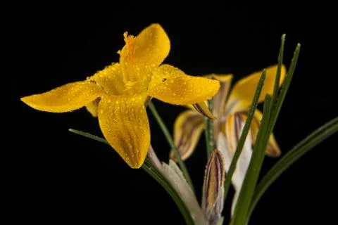 Yellow flowers Stock Photos