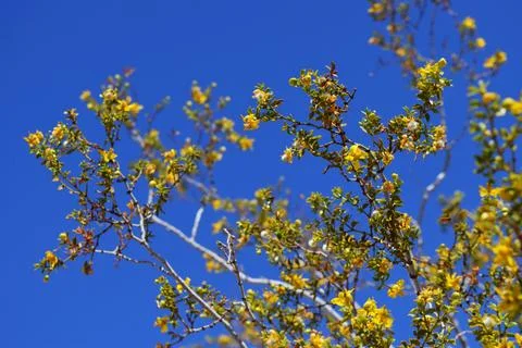 Yellow Flowers Stock Photos