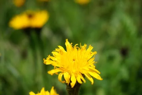 Yellow flowers Stock-Fotos