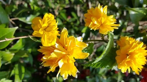 Yellow Flowers Stock Photos