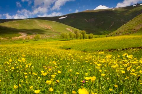 Yellow flowers 库存照片