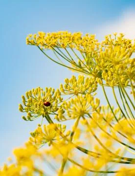 Yellow flowers Stock Photos