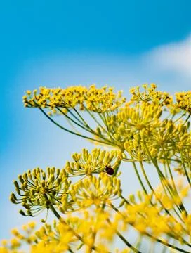 Yellow flowers Stock Photos