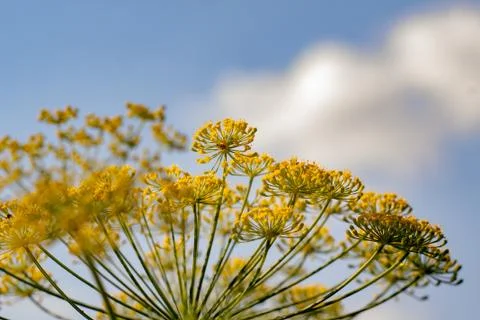 Yellow flowers Stock Photos