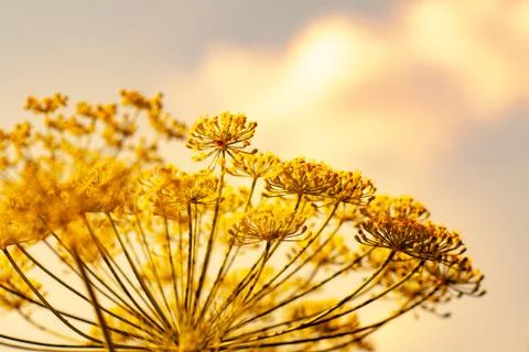 Yellow flowers Stock Photos