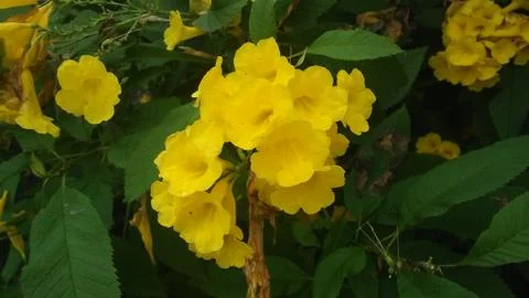 Yellow flowers Stock Photos