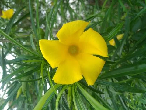 Yellow flowers Stock Photos