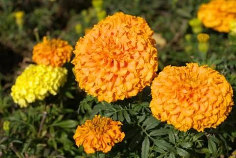 Yellow Flowers Stock Photos