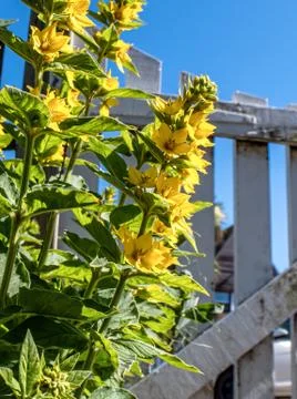 Yellow Flowers Foto stock