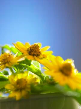 Yellow flowers Stock Photos