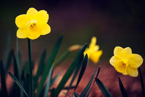 Yellow flowers Stock Photos