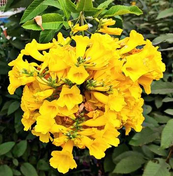 Yellow Flowers Stock Photos