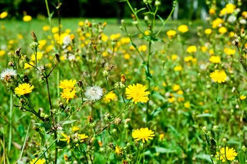 Yellow flowers Stock Photos