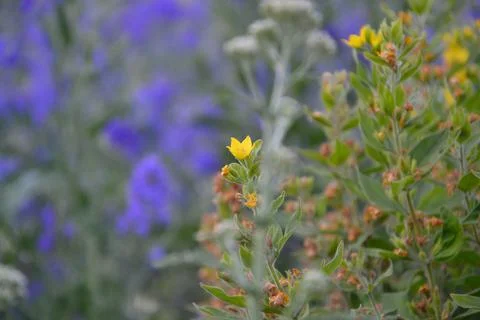 Yellow flowers Stock Photos