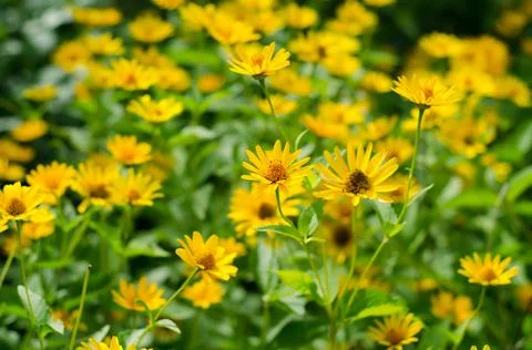 Yellow flowers Stock-Fotos