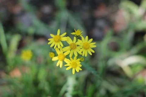 Yellow flowers Stock Photos