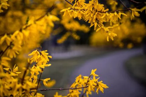 Yellow flowers Stock Photos