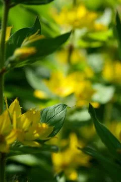 Yellow  flowers Stockfoto's