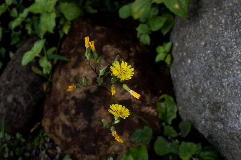 Yellow flowers Stock Photos