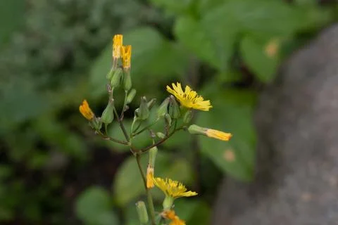 Yellow flowers Stock Photos