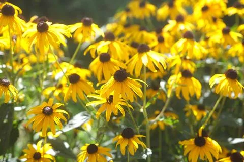 Yellow flowers Stock Photos
