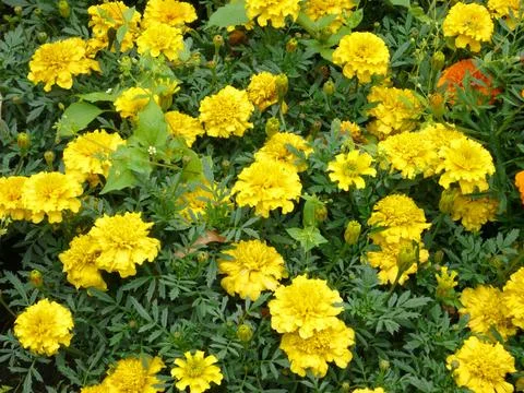 Yellow flowers Stock Photos