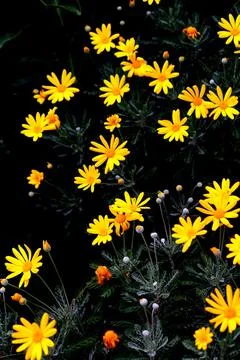 Yellow flowers Stock Photos